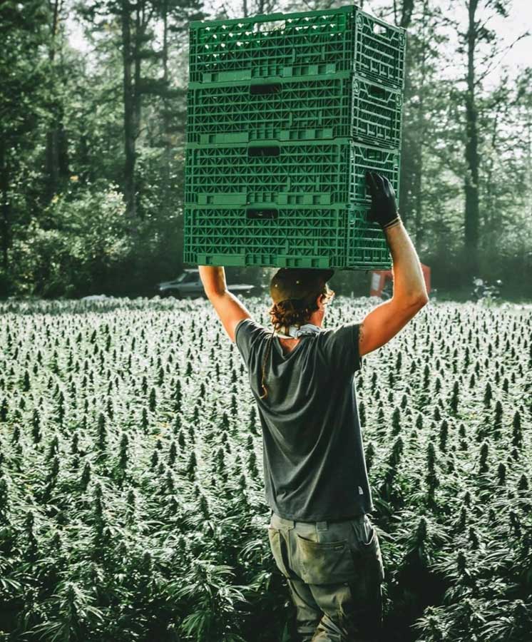 Outdoor Ernte TB Farming AG im Thurgau in der Schweiz