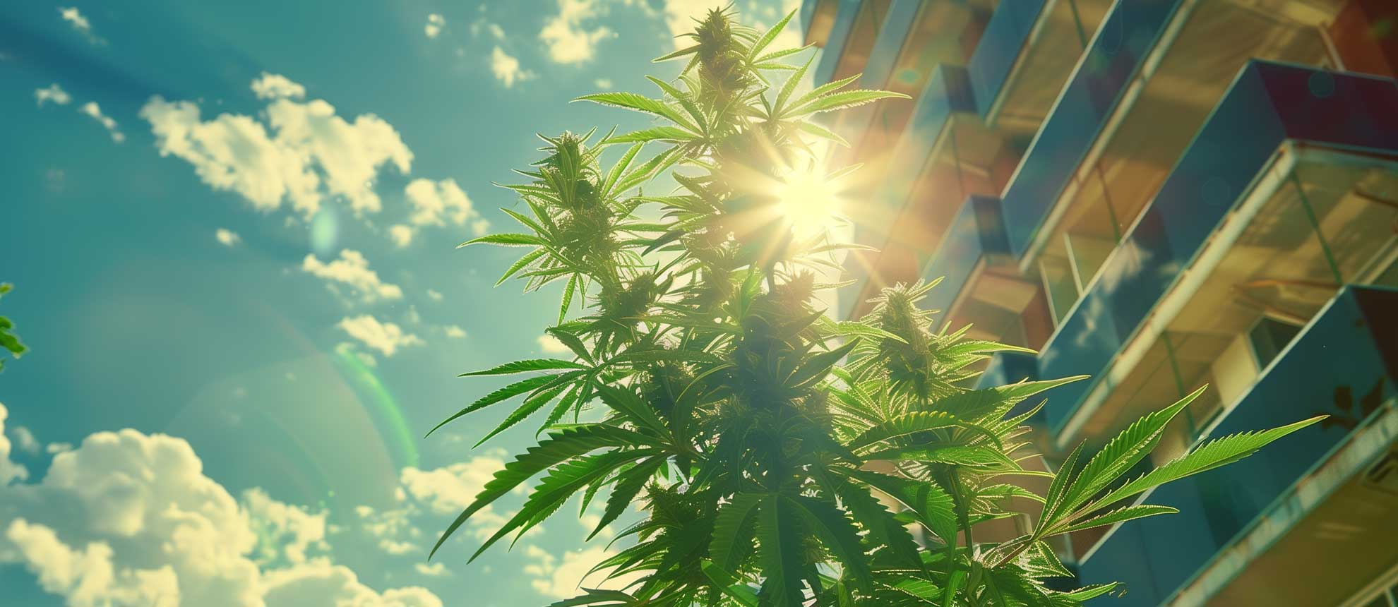 Cannabis Pflanze in Wohnsiedlung